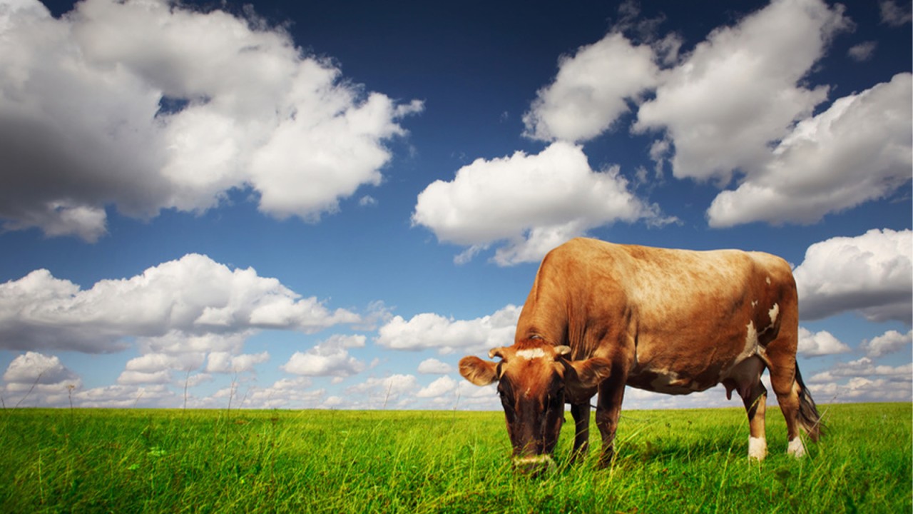 Technovit – Entlastungshilfe bei der Klauenbehandlung